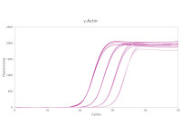 PB20.71-01 Clara® Inhibitor-Tolerant Probe Mix Lo-ROX ( 200 x 20 ul rxns )